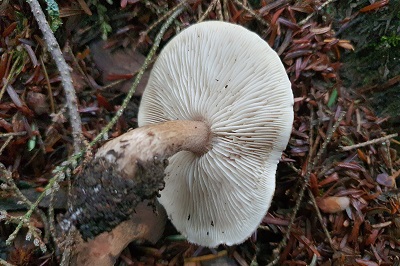 tricholoma-squarrulosum3
