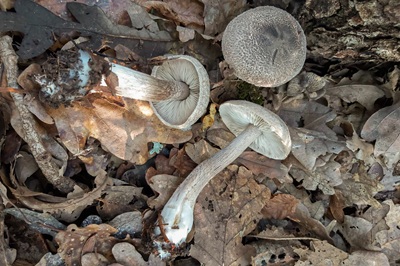 tricholoma-squarrulosum6