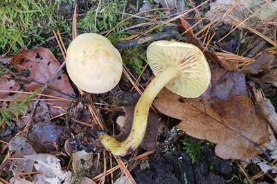 tricholoma-sulphureum1
