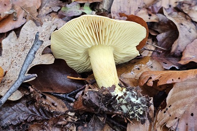 tricholoma-sulphureum3