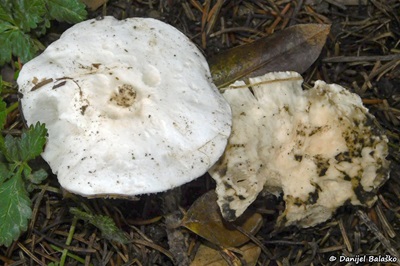 tricholomella-constricta1