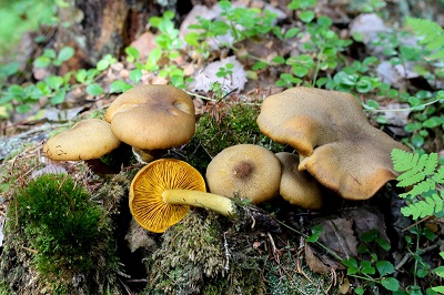 Tricholomopsis decora