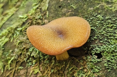 tricholomopsis-decora3