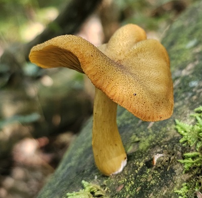 tricholomopsis-decora4