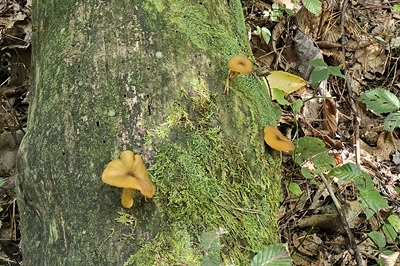 tricholomopsis-decora5