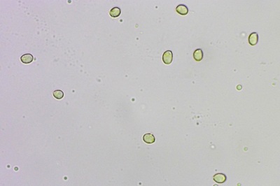tricholomopsis-rutilans10
