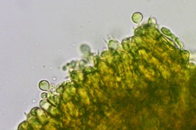 tricholomopsis-rutilans11