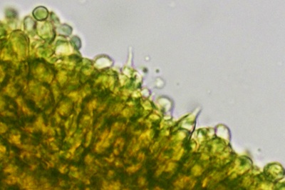 tricholomopsis-rutilans12