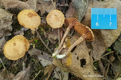 Tubaria conspersa