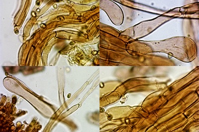 tubaria-furfuracea12