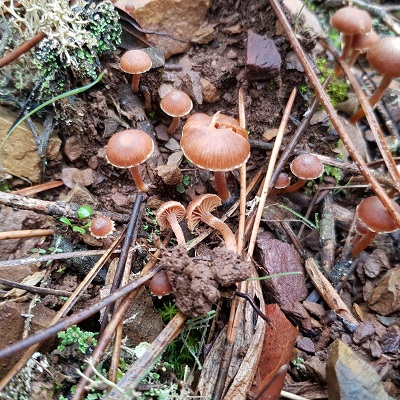 Tubaria romagnesiana