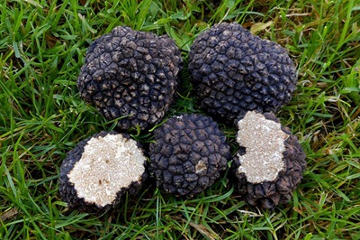 tuber-aestivum1