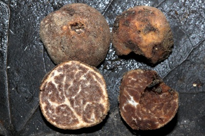 Tuber foetidum