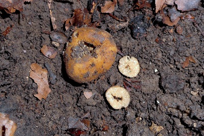 Tuber fulgens