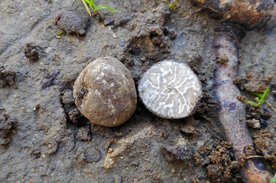 Tuber maculatum