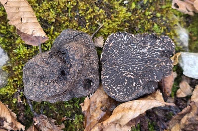 Tuber melanosporum