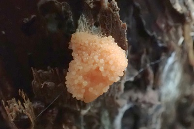 Tubifera ferruginosa