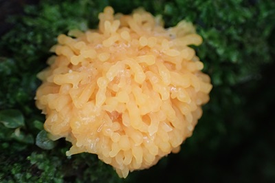 tubifera-ferruginosa1