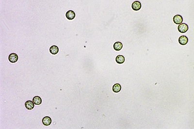 tubifera-ferruginosa11