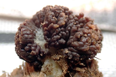 tubifera-ferruginosa2