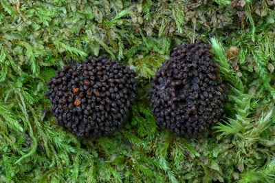 tubifera-ferruginosa5