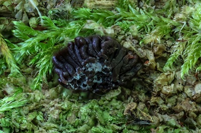 tubifera-ferruginosa6
