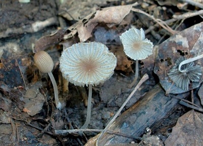Tulosesus amphithallus