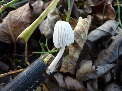 Tulosesus bisporiger