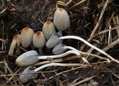 Tulosesus congregatus