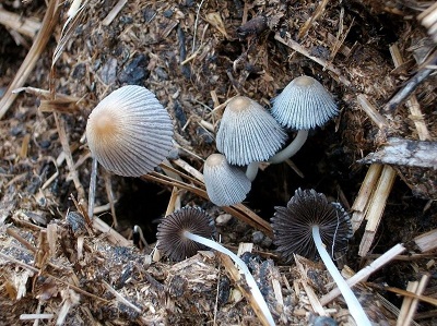 Tulosesus ephemerus