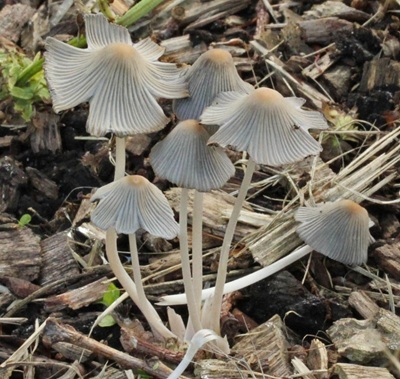 Tulosesus heterosetulosus