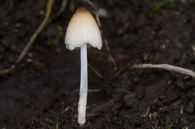 Tulosesus heterothrix