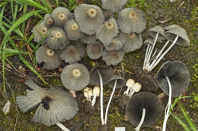 Tulosesus hiascens