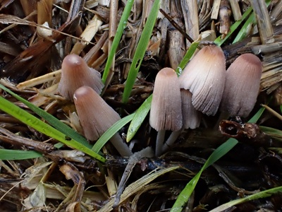 Tulosesus marculentus