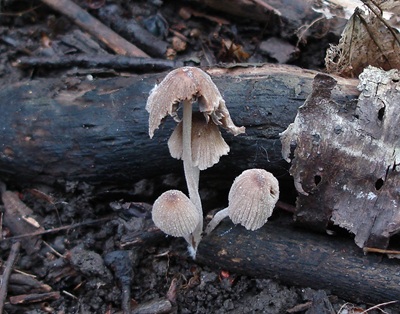 Tulosesus plagioporus