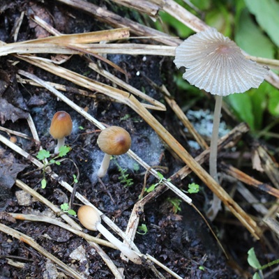 Tulosesus sclerocystidiosus