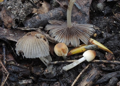 Tulosesus subimpatiens
