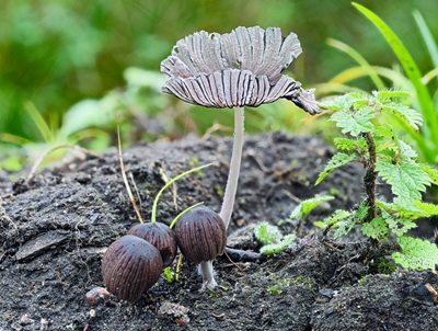 Tulosesus subpurpureus