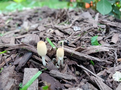Tulosesus velatopruinatus