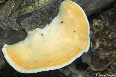 Tyromyces kmetii