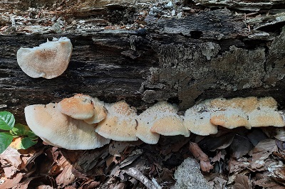 Tyromyces lacteus