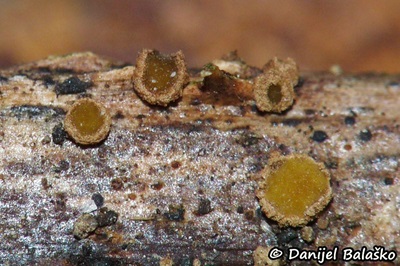 velutarina-rufo-olivacea1
