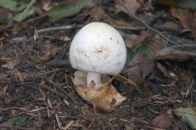 volvariella-bombycina1