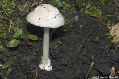 Volvariella hypopithys