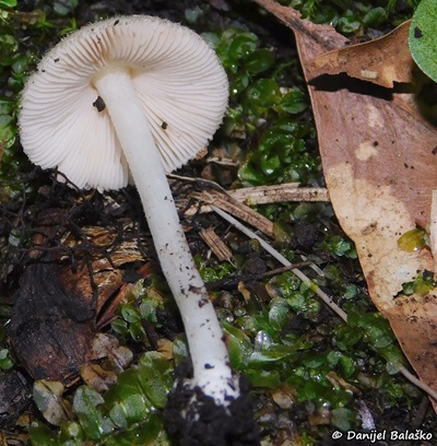 volvariella-hypopithys1