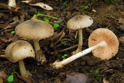 Volvariella taylori