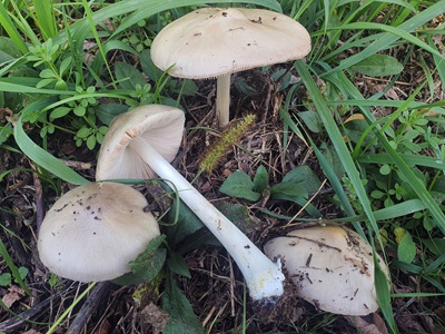 Volvopluteus gloiocephalus