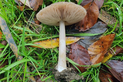 volvopluteus-gloiocephalus1