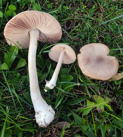 volvopluteus-gloiocephalus2