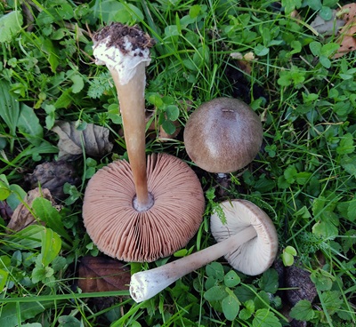 volvopluteus-gloiocephalus4
